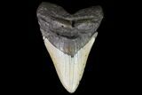 Large, Fossil Megalodon Tooth - North Carolina #75507-2